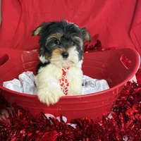 Bartholomew, a male Yorkshire Terrier and Biewer for sale in Scranton, SC – Photo 3 of 5