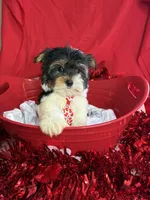 Bartholomew, a male Yorkshire Terrier and Biewer for sale in Scranton, SC – Photo 3 of 5