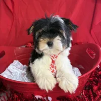 Bartholomew, a male Yorkshire Terrier and Biewer for sale in Scranton, SC – Photo 4 of 5