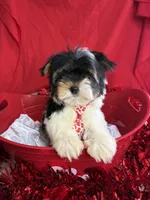 Bartholomew, a male Yorkshire Terrier and Biewer for sale in Scranton, SC – Photo 4 of 5
