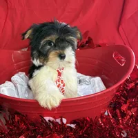 Bartholomew, a male Yorkshire Terrier and Biewer for sale in Scranton, SC – Photo 5 of 5