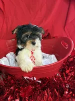 Bartholomew, a male Yorkshire Terrier and Biewer for sale in Scranton, SC – Photo 5 of 5