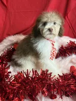 Joseph, a male Poodle - Toy  for sale in Scranton, SC – Photo 3 of 3