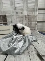 Nemo, a male Poodle - Toy  for sale in Scranton, SC – 5 of 6