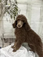 Phantom male CKC , a male Poodle - Standard  for sale in Scranton, SC – 6 of 8