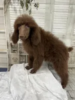Mini, a female Poodle - Standard  for sale in Scranton, SC – 4 of 4