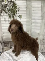 Priscilla ckc, a female Poodle - Standard  for sale in Scranton, SC – 4 of 9