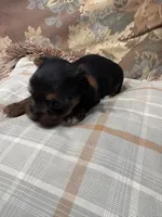 Yorkie male , a male Yorkshire Terrier for sale in Scranton, SC – 6 of 9