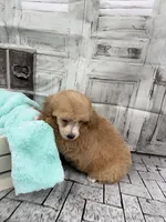 Jane, a female Poodle - Toy  for sale in Scranton, SC – Photo 4 of 4