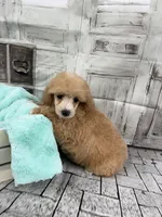 Jane, a female Poodle - Toy  for sale in Scranton, SC – Photo 3 of 4