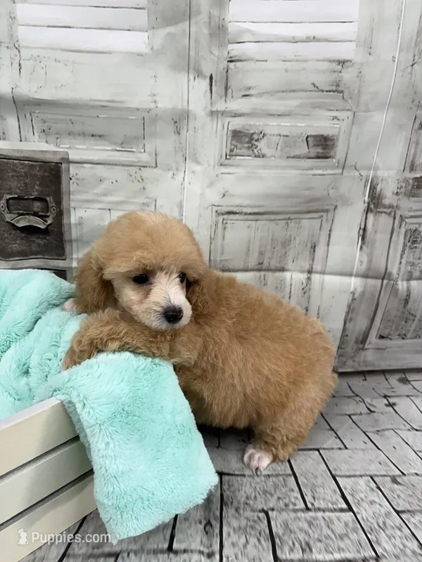 Jane – Poodle - Toy  puppy for sale in Scranton, SC