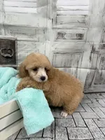 Jane, a female Poodle - Toy  for sale in Scranton, SC – Photo 1 of 4