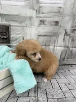 Jane, a female Poodle - Toy  for sale in Scranton, SC – Photo 2 of 4