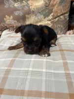 Yorkie male , a male Yorkshire Terrier for sale in Scranton, SC – 9 of 9