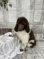 Sasha, a female Poodle - Standard  for sale in Scranton, SC – 3 of 7