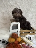 Hazel, a female Yorkshire Terrier for sale in Scranton, SC – 2 of 7