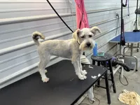 Rosie, a female Miniature Schnauzer for sale in Scranton, SC – 4 of 4