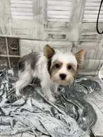 Busta, a male Yorkshire Terrier and Biewer for sale in Scranton, SC – 3 of 3