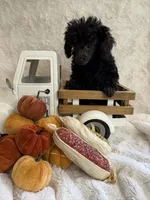 Ebony, a female Poodle - Toy  for sale in Scranton, SC – 3 of 5