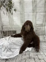Brown male CKC , a male Poodle - Standard  for sale in Scranton, SC – 1 of 6