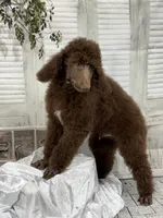 Brown male CKC , a male Poodle - Standard  for sale in Scranton, SC – 3 of 6