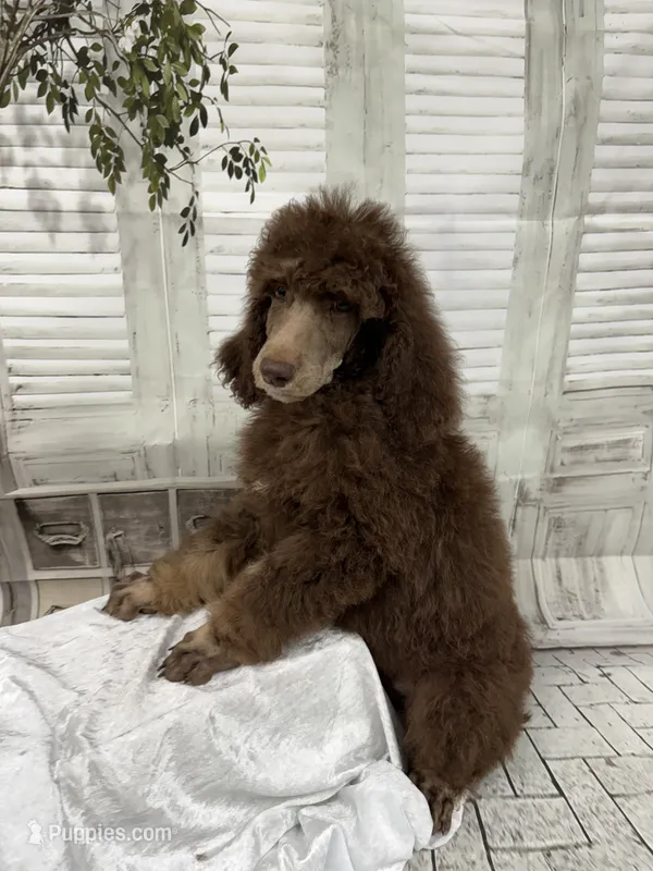 Phantom male CKC  – Poodle - Standard  puppy for sale in Scranton, SC