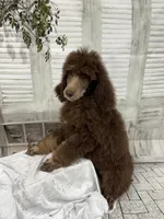 Phantom male CKC , a male Poodle - Standard  for sale in Scranton, SC – 1 of 8