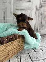 Asher, a male Yorkshire Terrier for sale in Scranton, SC – Photo 4 of 7