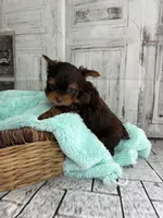 Asher, a male Yorkshire Terrier for sale in Scranton, SC – Photo 6 of 7