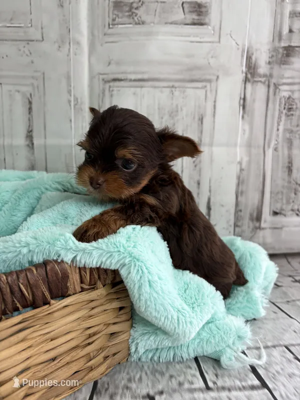 Asher – Yorkshire Terrier puppy for sale in Scranton, SC