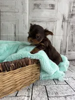 Asher, a male Yorkshire Terrier for sale in Scranton, SC – Photo 5 of 7