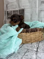 Asher, a male Yorkshire Terrier for sale in Scranton, SC – Photo 2 of 7