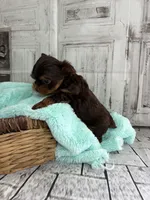 Asher, a male Yorkshire Terrier for sale in Scranton, SC – Photo 7 of 7