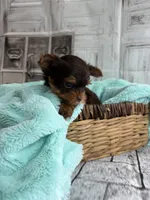 Asher, a male Yorkshire Terrier for sale in Scranton, SC – Photo 3 of 7