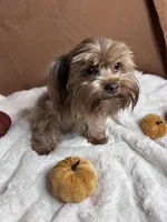 Winter, a female Yorkshire Terrier for sale in Scranton, SC – 3 of 4