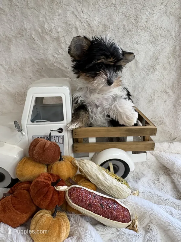 Alana – Yorkshire Terrier, Biewer puppy for sale in Scranton, SC