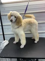 Sarge, a male Poodle - Standard  for sale in Scranton, SC – Photo 1 of 5