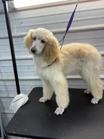 Sarge, a male Poodle - Standard  for sale in Scranton, SC – Photo 2 of 5