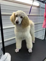 Sarge, a male Poodle - Standard  for sale in Scranton, SC – Photo 3 of 5