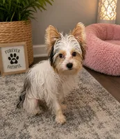 Busta, a male Yorkshire Terrier and Biewer for sale in Scranton, SC – 1 of 1