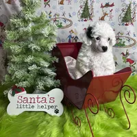 Easter, a female Poodle - Toy  for sale in Scranton, SC – Photo 1 of 4