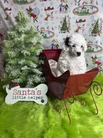 Easter, a female Poodle - Toy  for sale in Scranton, SC – Photo 1 of 4