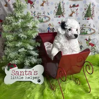 Easter, a female Poodle - Toy  for sale in Scranton, SC – Photo 2 of 4