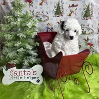 Easter, a female Poodle - Toy  for sale in Scranton, SC – Photo 4 of 4