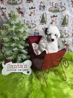 Easter, a female Poodle - Toy  for sale in Scranton, SC – Photo 4 of 4