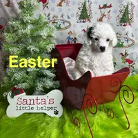 Easter, a female Poodle - Toy  for sale in Scranton, SC – Photo 3 of 4