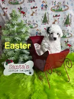 Easter, a female Poodle - Toy  for sale in Scranton, SC – Photo 3 of 4