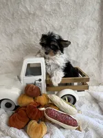 Alana, a female Yorkshire Terrier and Biewer for sale in Scranton, SC – 6 of 7