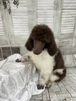Sasha, a female Poodle - Standard  for sale in Scranton, SC – 4 of 7