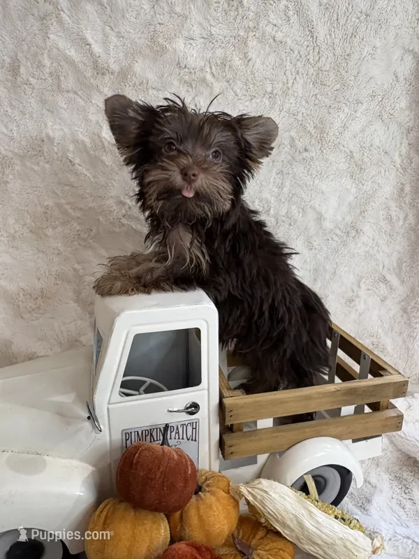 Hazel – Yorkshire Terrier puppy for sale in Scranton, SC